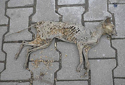 Jedna pravá nefalšovaná půdovka