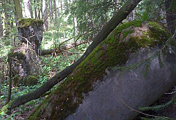 Lesní zátiší s řopíkem