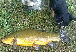 Z předlonské dovči