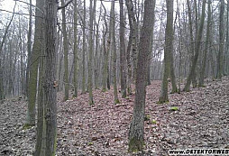 Stříbrňáček