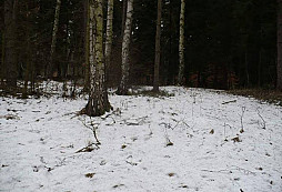 Konečně koník