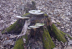 Dvojkoruny