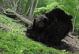Falera a knoflík...