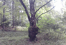 První procházka po dlouhé době