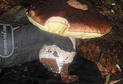 Určení UFO