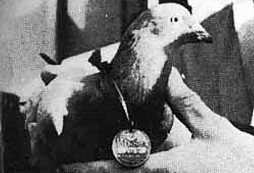 Poštovní holubi čs. armády 1918-38