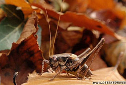 Jesenné drobnosti II.
