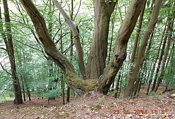 Hafani dvojčata