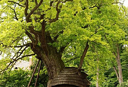 Zelené památky kolem nás