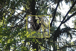 Ornitologické kroužky a Bubo bubo