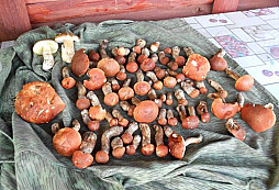 Nález