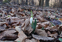 Lednova snežienka