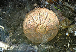 Ústupovka