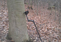 Přezka, rolnička a noha tyranosauruse