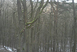 Lesní směs