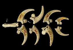 Vyráběli neandertálci před 130 tisíci lety šperky?