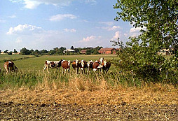 Letní guláš I.
