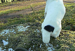 Swoopův supermagnet