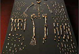 Rok 2015: Velké objevy v archeologii III. Homo naledi
