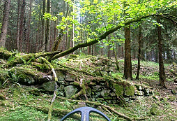 Der Hund aus Erzgebirge