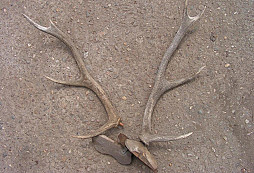 Kterak mi kamarád dal parohy...