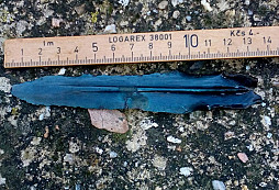 Čepel bronzového nože?