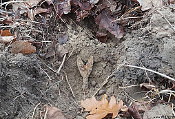 Silvestrovská želízka