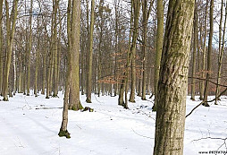 První letošní hledání