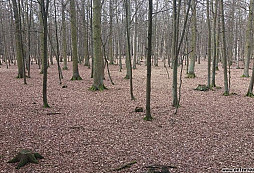 Sedm bratrů