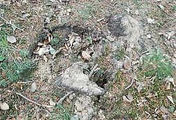 Detektorářské "prase"