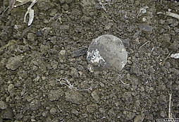 Z válkaře mincičkář - poradíte s identifikací?