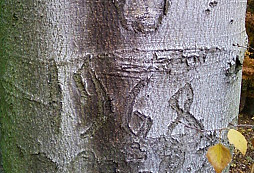 Hvězdička 45 - srpen 68