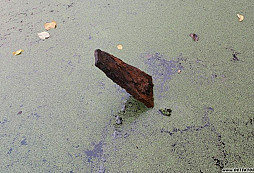 Hentýoný železný