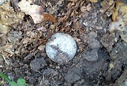 Tři stříbrný z lágru