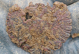 Rakušák a jiné kousky