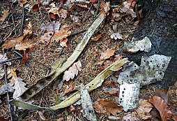 Páteční dvouhodinové hledání