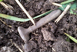 Pečetidla a jedna stříbrná mince