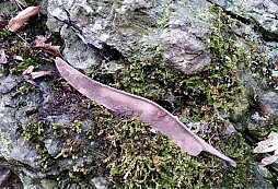 Zelené zakončení roku