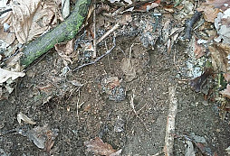 Všeobecný útočný odznak - Allgemeines Sturmabzeichen