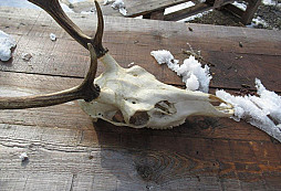 Z jedné vyklízečky starého domu