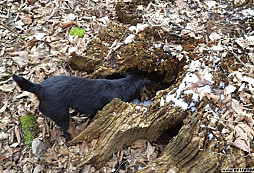 Říman a trochu Německa