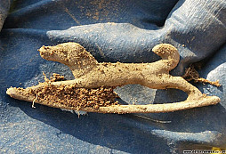 Pejsek a jiné nálezy