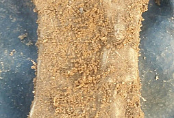 Orlové, límcovka a jiné