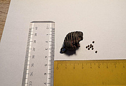 Prosba o pomoc s určením