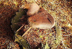 Pomoc s určením sedla