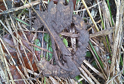 Lisovaná puškospona