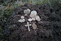 První letošní hledání