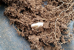 Srdce, knofl a jiné