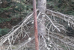 Z hlubokých hvozdů