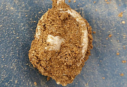 Krásný koník a další nálezy